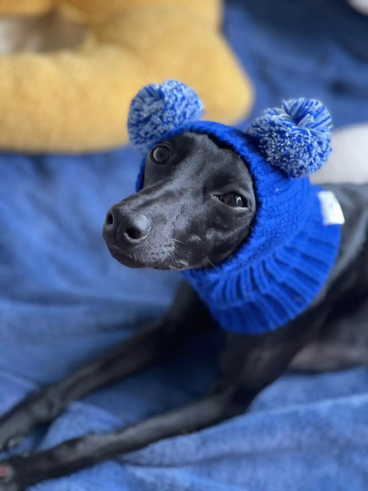 Italian Greyhound Hat, Whippet Hat, Wool Winter Hat with Wool Ball, Warm and CuteAzizaK